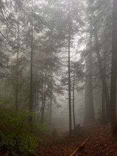 fog in the forest with trees and rocks