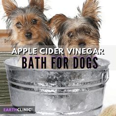 two dogs sitting in a bath tub with the caption apple cider vinegar bath for dogs