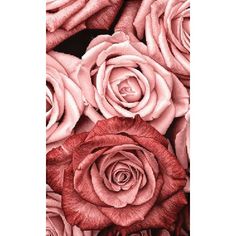 several pink roses are arranged together on a black background