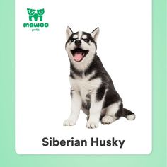 there is a sticker with a husky dog on it's face and the words siberian husky