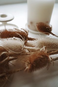 some dried plants next to a glass of milk