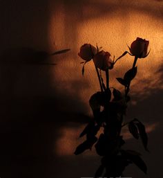 Flowers Black Sunset Aesthetic, Sun Dark Aesthetic, Flower Shadow Aesthetic, Sunlight Shadow Aesthetic, Dark Sun Aesthetic, Black Academia Aesthetic, Dark Sunset Aesthetic, Aesthetic Gadgets, Sunset Sunflower