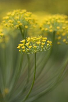 some yellow flowers are growing in the grass and it looks like they're blooming