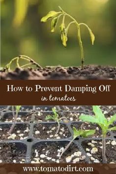 How to prevent damping off in tomatoes with Tomato Dirt #VegetableGardening #BeginningGardener Tomato Leaves, Tomato Varieties, Types Of Tomatoes