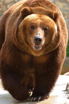 a large brown bear standing on top of a rock