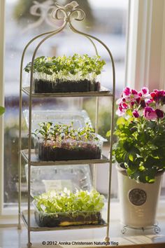 three tiered metal planter with plants in it on a window sill next to a potted plant