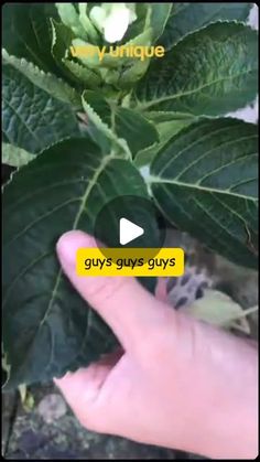 someone is holding up a green leaf in front of the camera and pointing at it