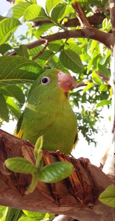 a green parrot sitting on top of a tree branch with leaves around it's neck