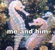 two seahorses are in the water with bubbles and words above them that say me and him