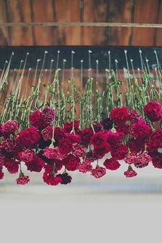 red carnations are hanging from the ceiling