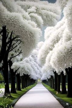 a pathway lined with trees and grass in the middle of an open field, surrounded by tall white flowers