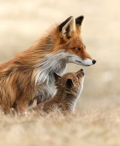 a mother fox and her baby are standing in the grass