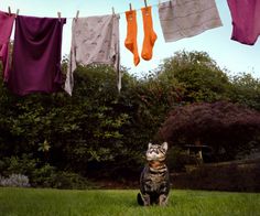 a cat sitting in the grass next to some clothes hanging from a line with socks on it