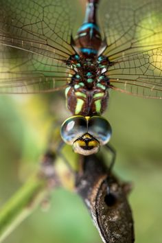 a dragonfly is hanging upside down on a plant