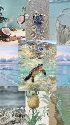 a collage of pictures with sea animals and plants