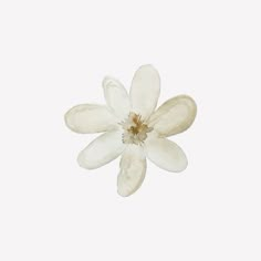 a single white flower on a white background