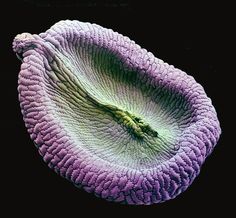 an image of a purple and white flower