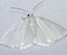 a white butterfly sitting on top of a bed