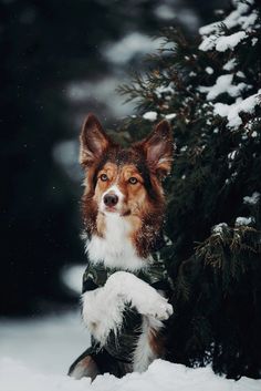 a brown and white dog sitting in the snow next to a tree with its paw up