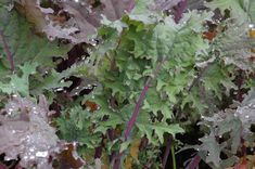 some very pretty green plants with water droplets on them