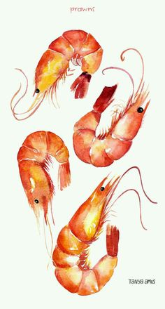 three shrimp are shown with the words prawns written below them in red and yellow