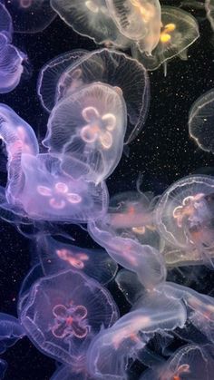 many jellyfish are swimming in the water