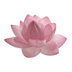 a pink lotus flower on a white background