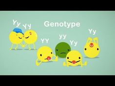 a group of cartoon characters with the words genotyppe written in front of them