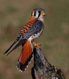 a bird sitting on top of a tree branch