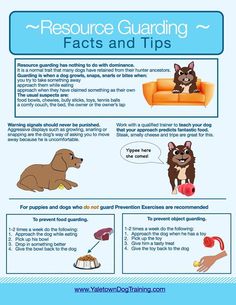 an info sheet describing the benefits of dog training