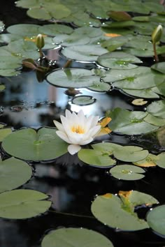 a white waterlily floating on top of a pond filled with lily pads and green leaves