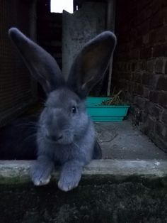 a rabbit is sitting on the ground in front of a brick wall and looking at the camera