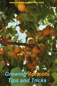 growing apricots tips and tricks