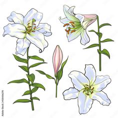 vintage illustration lily bulbs - Yahoo Image Search Results Realistic Hand Drawing, View Sketch, Lilies Drawing, Wedding Vector Art, White Lily Flower, Lilly Flower, Flower Drawing Tutorials, Easter Lily, Lily Flowers