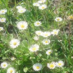 many white daisies are growing in the grass