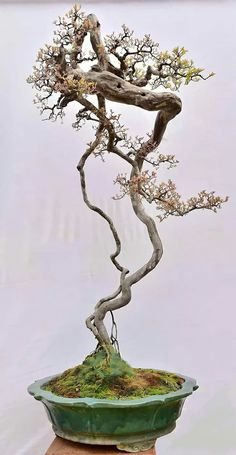 a bonsai tree in a pot with moss growing on it's sides and roots