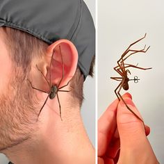 a man is holding an insect in his ear and the other side has a spider on it