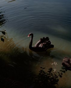 a black swan floating on top of a body of water