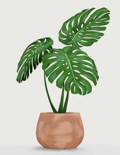 a potted plant with large green leaves in it's center, on a white background