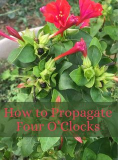 red flowers with green leaves and the words how to propagate four o'clocks