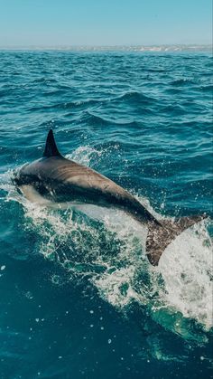 a dolphin is swimming in the water