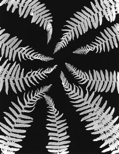 fern leaves are arranged in the shape of a spiral on a black and white background