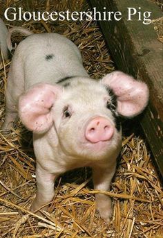 a small pig is standing in the hay