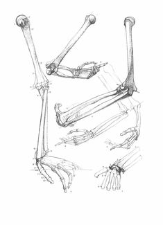 an image of a drawing of bones and hands