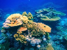 an underwater view of some corals and seaweed