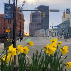 yellow flowers are growing in the middle of an empty street with tall buildings behind them