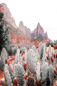 many cacti in the desert with mountains in the background