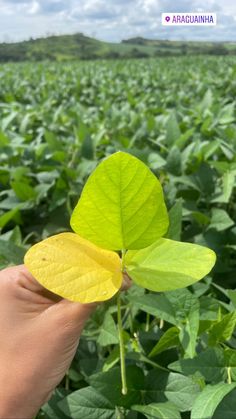 a person holding up a green leaf in front of a field