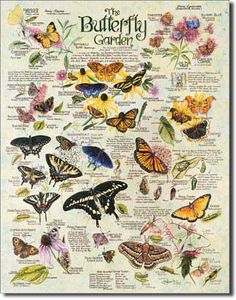 the butterfly garden poster with butterflies and flowers on it's back side, in white frame