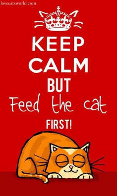 an orange cat laying on top of a red floor with the words keep calm but feed the cat first